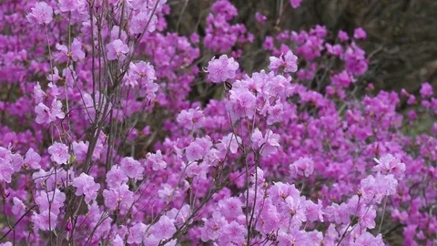 Azalea flowers Stock Footage 82920252