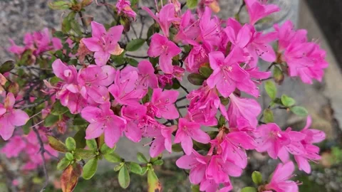 Azalea flowers Video stock 336172600