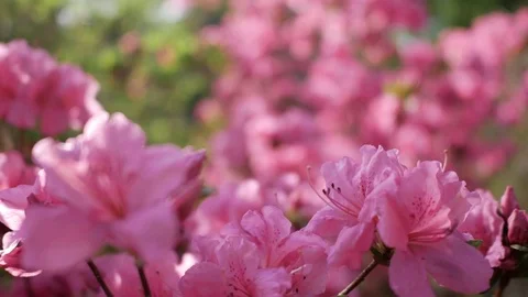 Azalea flowers in the garden Video stock 75003059