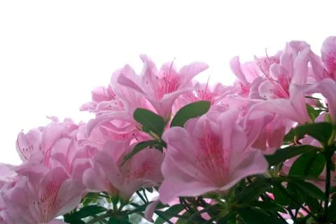 Azalea flowers Foto stock