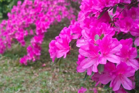 Azalea flowers Stock Photos