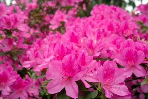 Azalea flowers Stock Photos
