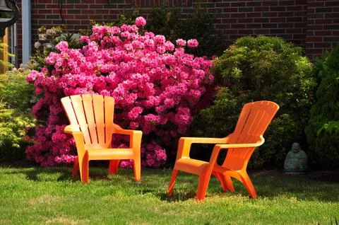 Azalea flowers Stock Photos