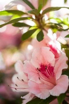 Azalea flowers Stock Photos