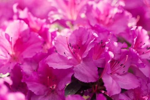 Azalea flowers Stock Photos