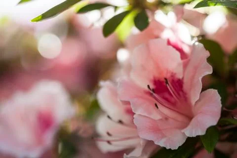 Azalea flowers Stock Photos