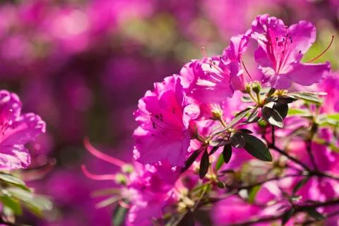 Azalea flowers Stock Photos