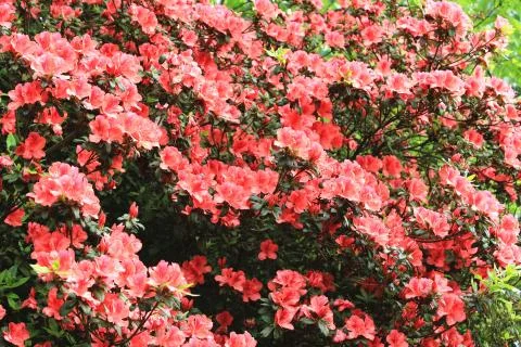 Azalea flowers Stock Photos