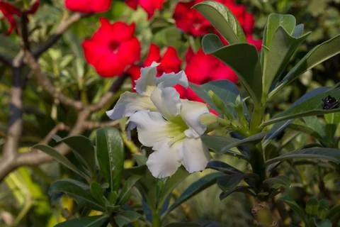 Azalea flowers Stock Photos