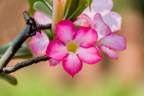 Azalea flowers Foto stock