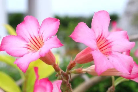Azalea flowers Stock Photos