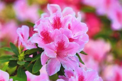 Azalea flowers Stock Photos