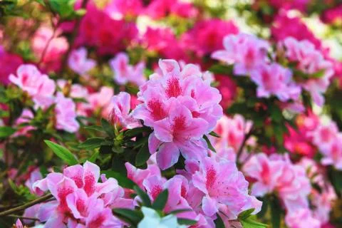 Azalea flowers Stock Photos