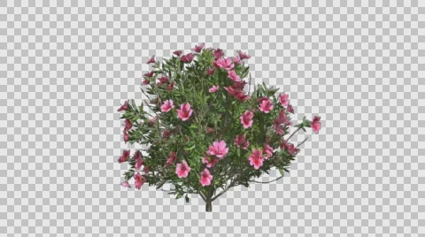 Azalea Flowers Pink Plant Growing Animat... | Stock Video | Pond5