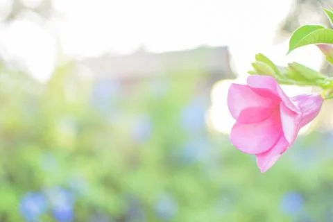 Azalea flowers selective focus Stock Photos