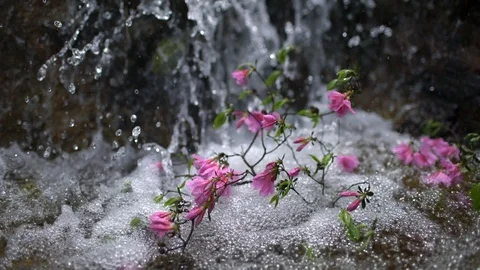 Azalea flowers in stream Stock Footage 88755613
