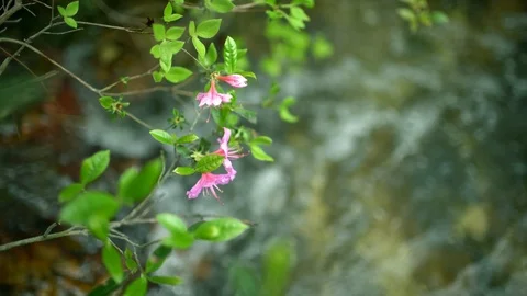 Azalea flowers in stream Stock Footage 89923571