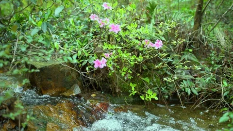 Azalea flowers in stream Stock Footage 89923620