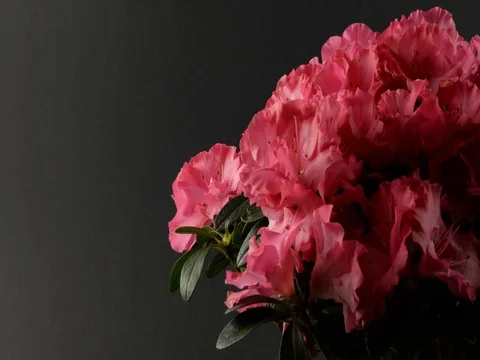 Azalea Stock Footage 77028713