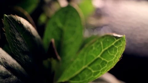 Azalea leaf close-up in the dark. HD video. Stock Footage 82428577