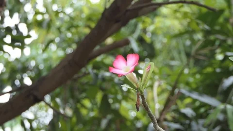Azalea Mock beautiful bunch of pink flowers Stock Footage 80692964