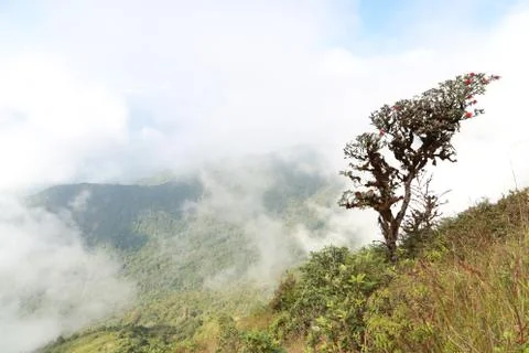 Azalea on a mountain Stock Photos