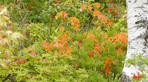 Azalea native to mountain Stock Footage 25014485