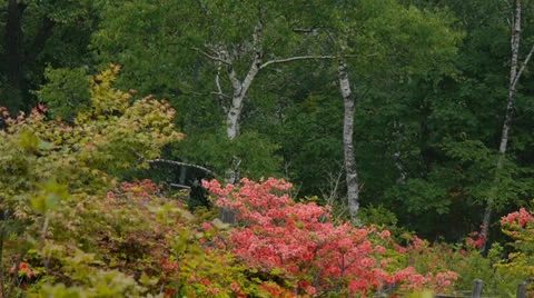 Azalea native to mountain Stock Footage 25014518