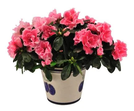 Azalea Stock Photos