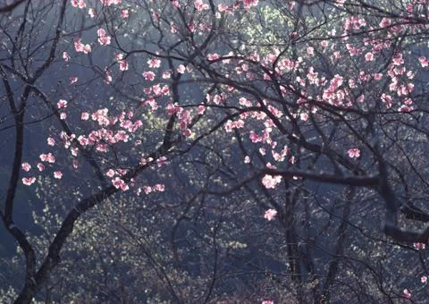 Azalea Stock Photos