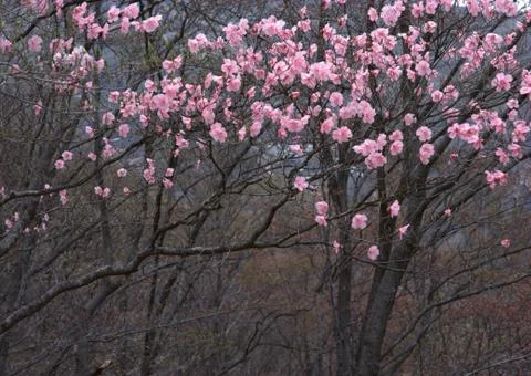 Azalea Stock Photos