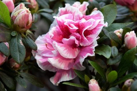 Azalea Stock Photos