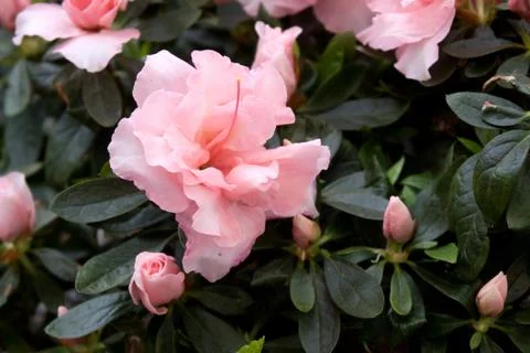 Azalea Stock Photos