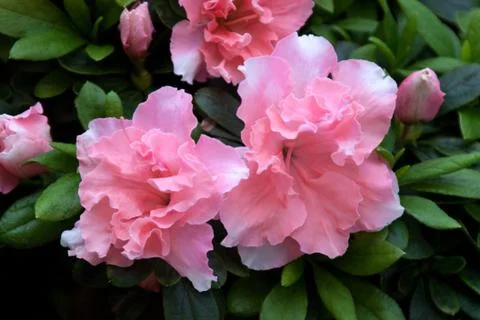 Azalea Stock Photos