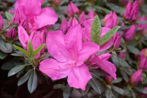 Azalea Stock Photos