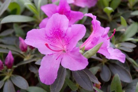 Azalea Stock Photos