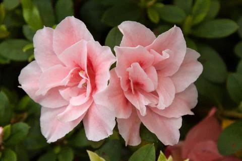 Azalea Stock Photos