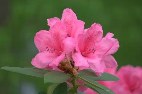 Azalea Stock Photos
