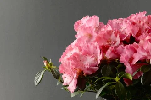 Azalea Stock Photos
