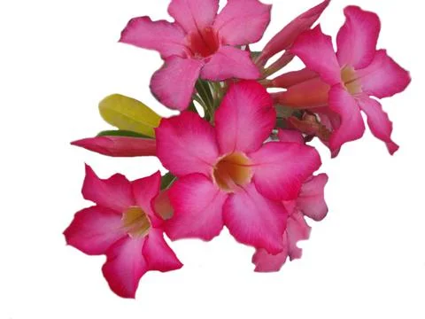 Azalea Stock Photos