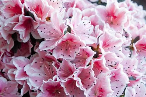 Azalea Stock Photos