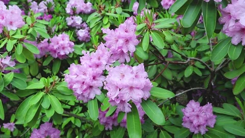 Azalea pink flowers in garden, approximation, zoom. Stock Footage 132209488