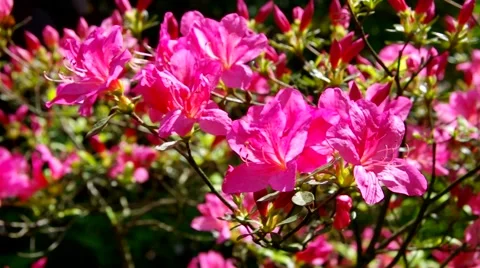 Azalea in pink Stock Footage 58493487