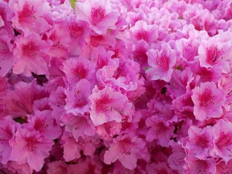 Azalea raindrops Stock Photos