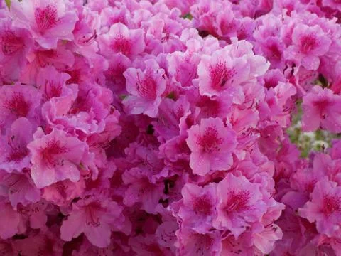 Azalea raindrops Stock Photos