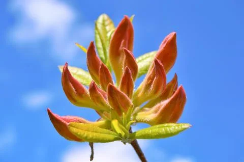 Azalea (Rhododendron) flowers Stock Photos