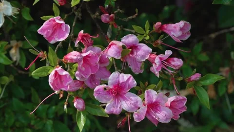 Azalea rhododendron Stock Footage 314856481