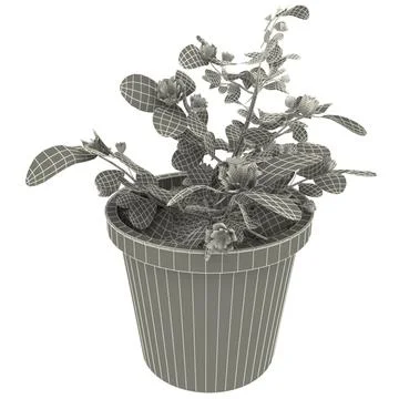 Azalea rhododendron simsii 3D Model