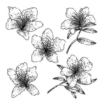 Azalea set sketch hand drawn vector Stock Illustration