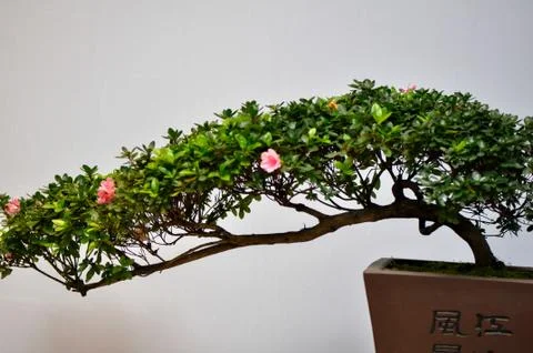 Azalea tree Stock Photos